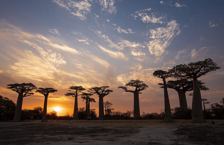 baobab