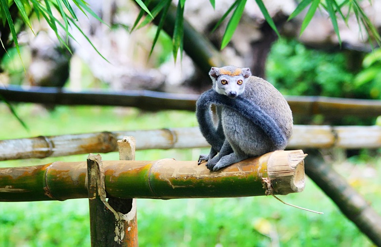 Lemur