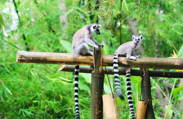 Lemur