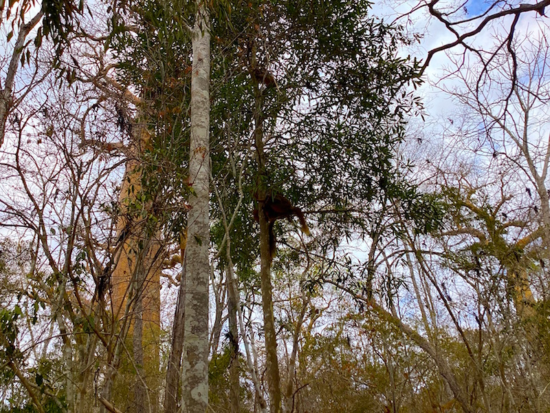 kirindy forest entry