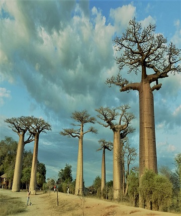 baobab tree