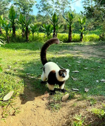 vakona lemurs